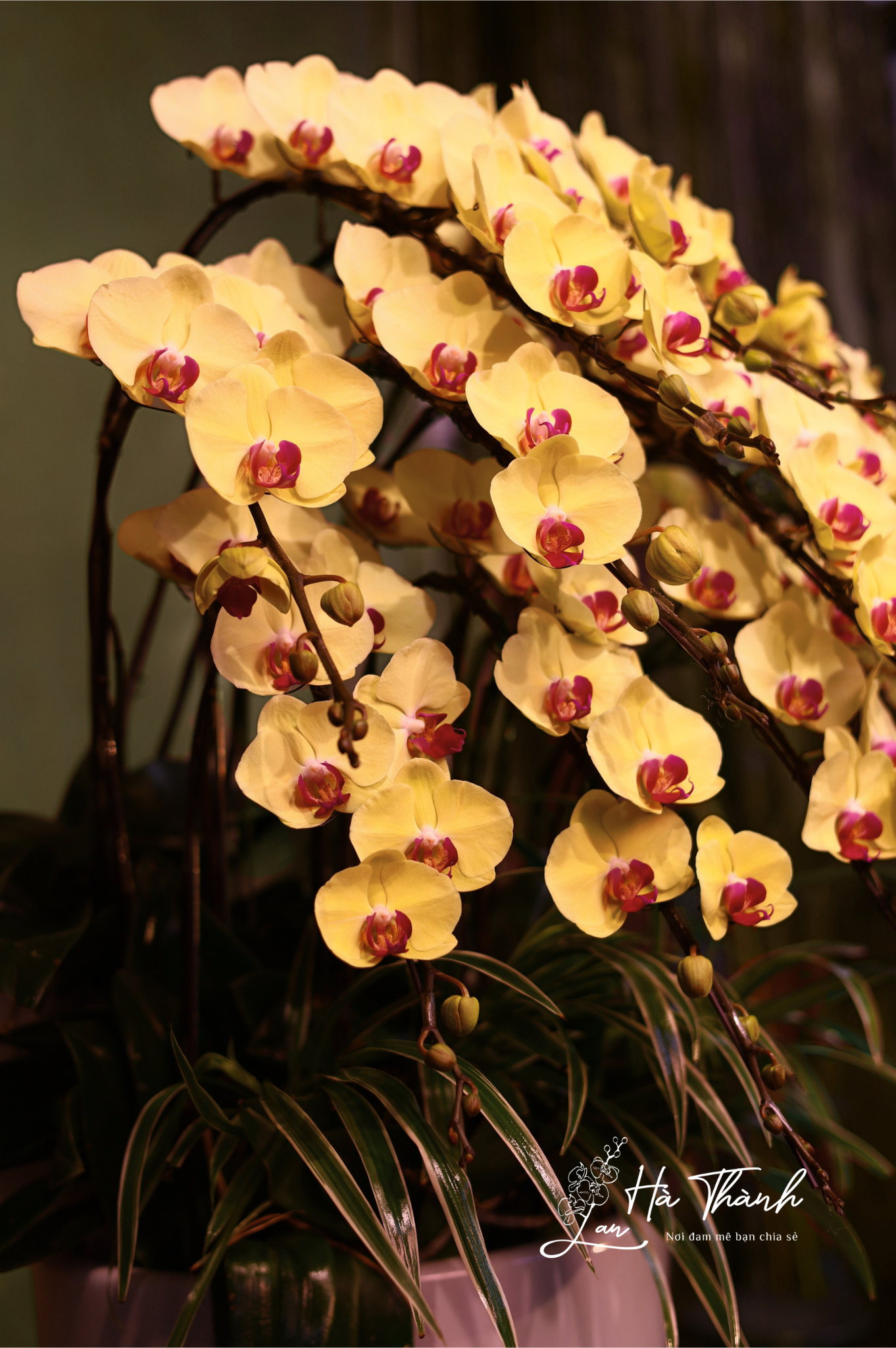 Chậu Lan Hồ Điệp vàng cao cấp – Lựa chọn hoàn hảo cho quà tặng &amp; trưng bày